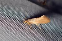 Crassa unitella