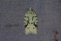 Acleris literana