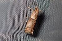 Acrobasis