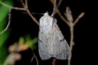 Acronicta leporina