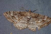 Alcis repandata