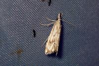 Catoptria falsella