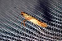 Caloptilia