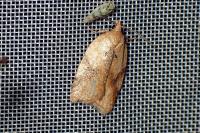 Acleris