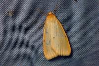 Cybosia mesomella