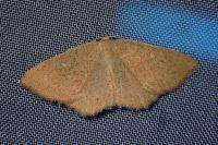 Cyclophora ruficiliaria