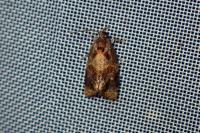 Ditula angustiorana