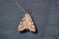 Elophila nymphaeata