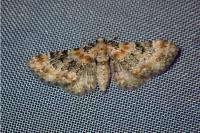 Eupithecia linariata/pulchellata