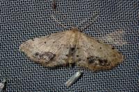 Idaea dimidiata