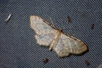 Idaea fuscovenosa