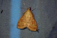 Ostrinia nubilalis