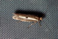 Parahyponomeuta egregiella