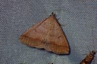 Zanclognatha lunalis