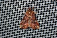 Callopistria juventina