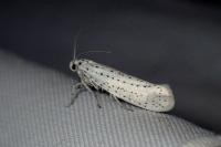 Yponomeuta evonymella