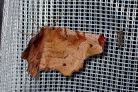 Selenia tetralunaria