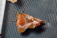 Selenia tetralunaria