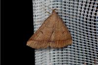 Zanclognatha lunalis