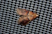 Acrobasis repandana