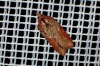 Acleris hastiana