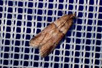 Acrobasis consociella