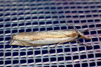 Crambus pascuella