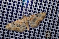Eupithecia linariata/pulchellata