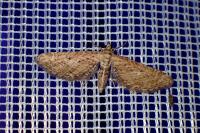 Eupithecia scopariata