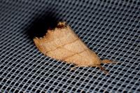 Falcaria lacertinaria