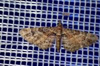 Gymnoscelis rufifasciata