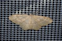 Idaea straminata