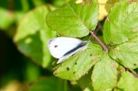Pieris rapae
