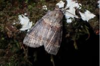 Cymatophorina diluta