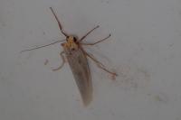 Eilema caniola