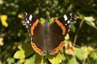 Vanessa atalanta