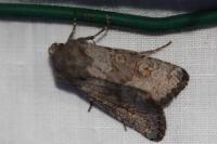 Aporophyla lueneburgensis