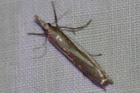 Crambus pascuella