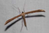 Emmelina argoteles/monodactyla