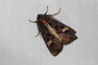 Trigonophora flammea