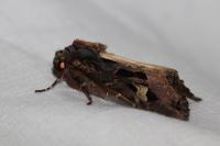 Trigonophora flammea