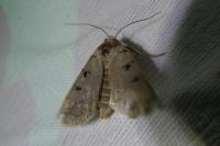 Eugnorisma glareosa
