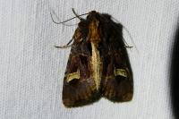 Trigonophora flammea