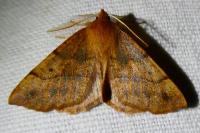 Colotois pennaria