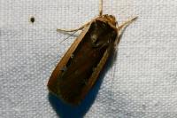 Ochropleura leucogaster