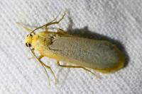 Katha depressa