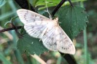 Patania ruralis