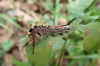 Orgyia antiqua