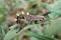 Orgyia antiqua