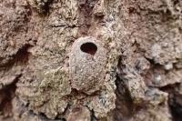 Harpyia milhauseri